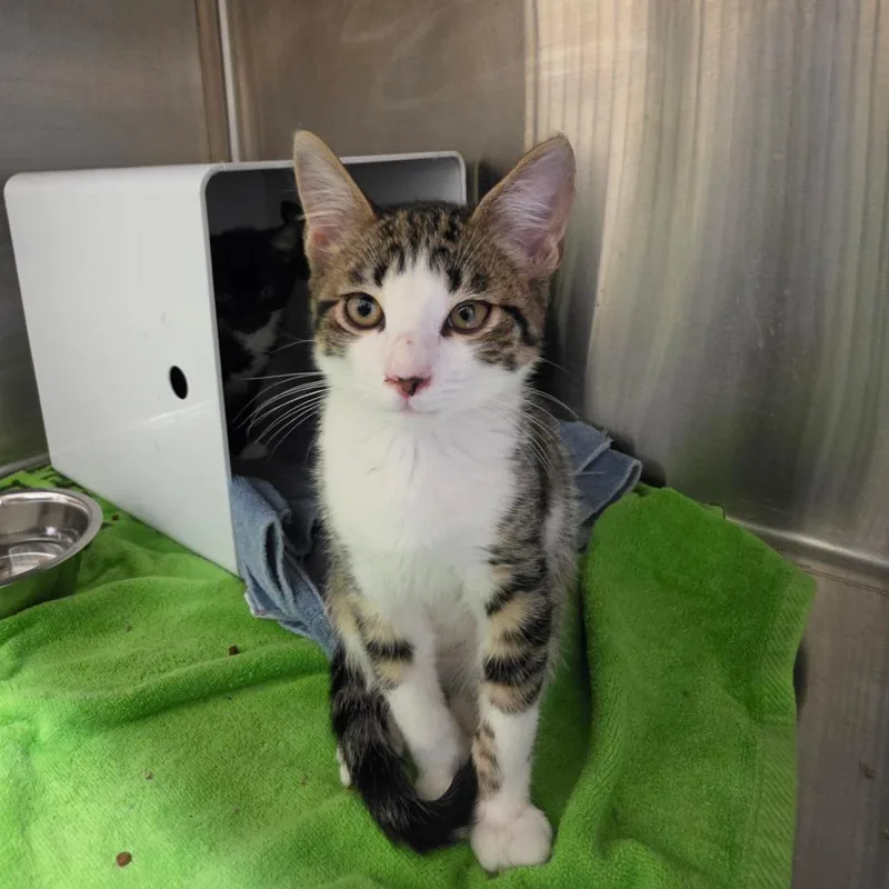 A baby small-sized male Brown / Chocolate Domestic Short Hair cat named 25025 for adoption in Briarcliff Manor, NY