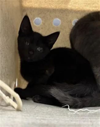 A baby small-sized male Domestic Short Hair cat named Electra for adoption in Chatsworth, CA
