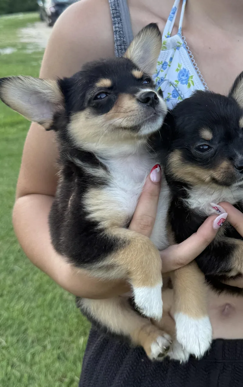 A baby small-sized male Corgi dog named Gerry for adoption in Iron Ridge, WI