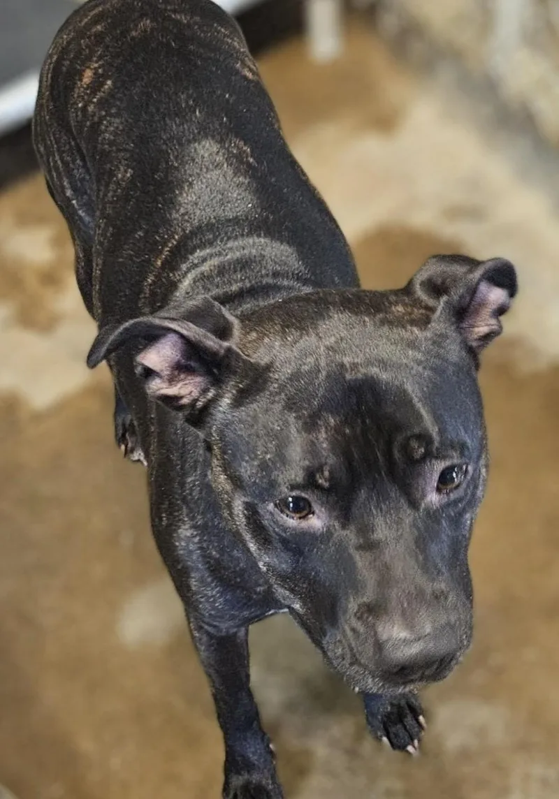 A young medium-sized male Brindle Pit Bull Terrier dog named Brownie HOLD for adoption in Canton, OH