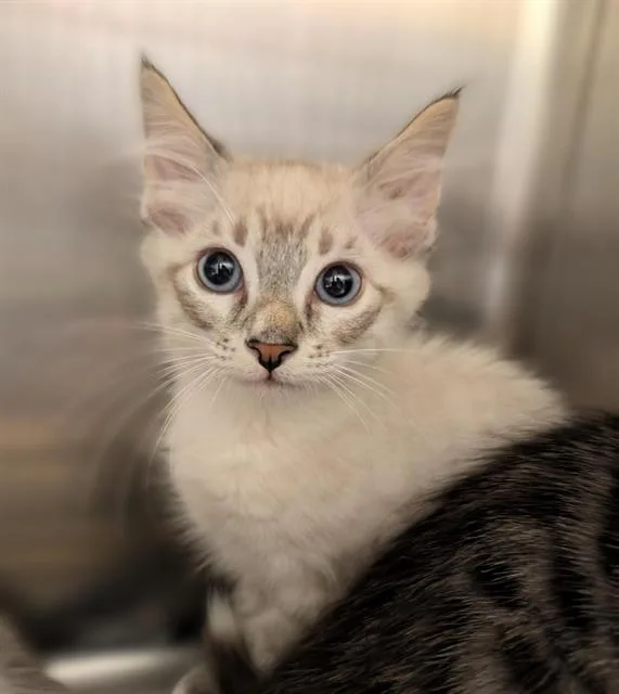 A baby small-sized male Domestic Short Hair cat named Salami for adoption in Sacramento, CA