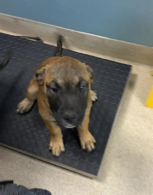 A baby small-sized female Mixed Breed dog named Nova for adoption in Newton, NC