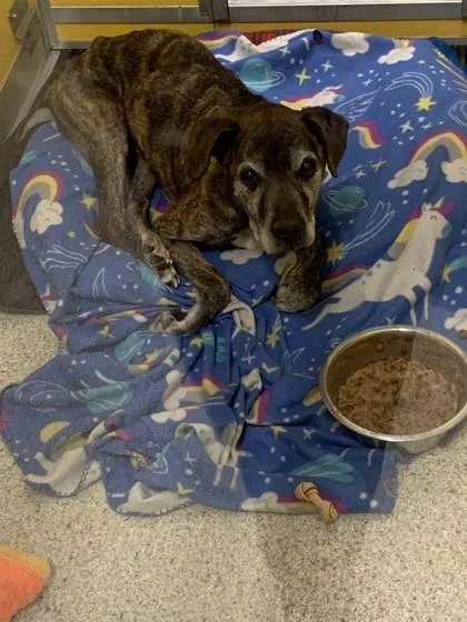 A senior medium-sized male Mixed Breed dog named Badger for adoption in Pequot Lakes, MN