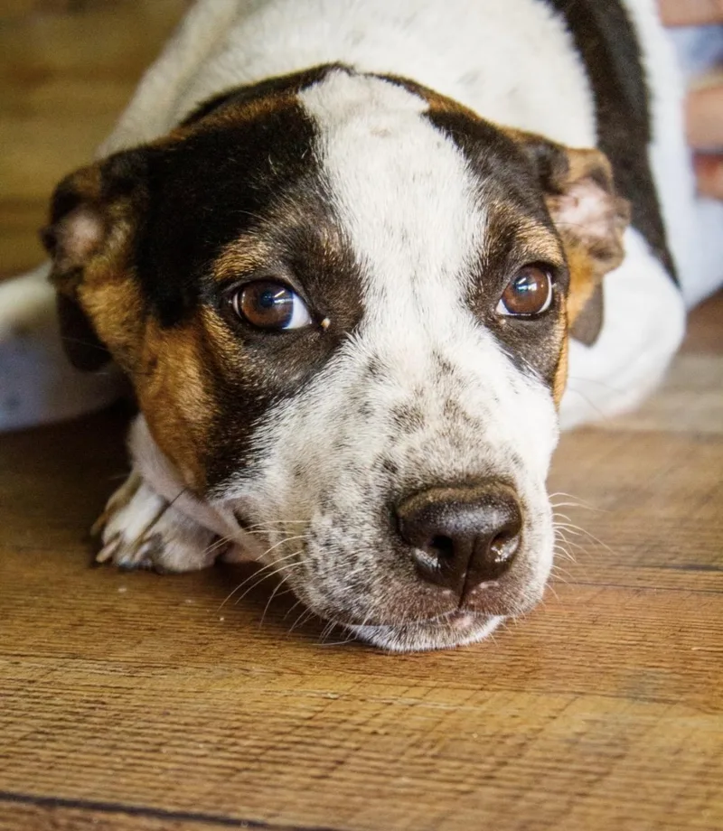 A baby medium-sized female Tricolor (Brown, Black, & White) Mixed Breed dog named Minnie for adoption in Pelham, NH