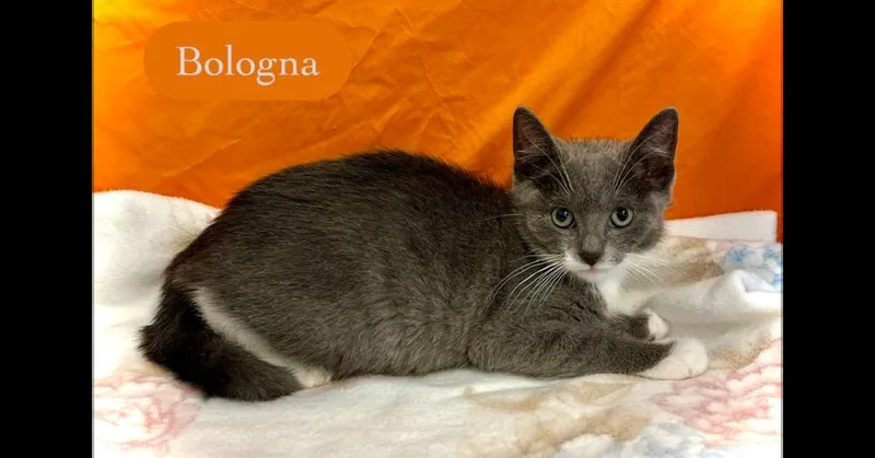 A baby small-sized male Gray & White Domestic Short Hair cat named Bologna for adoption in Chalfont, PA