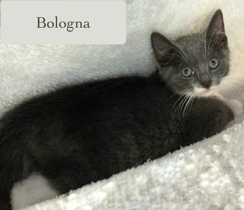 Bologna thumbnail 2