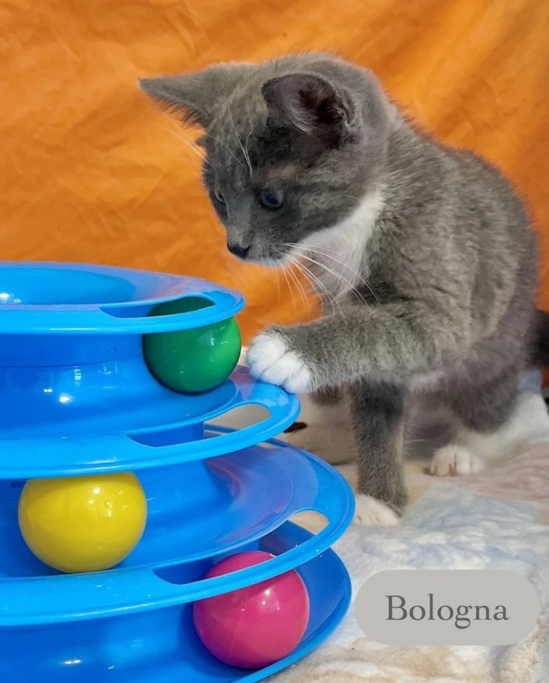 Bologna thumbnail 3