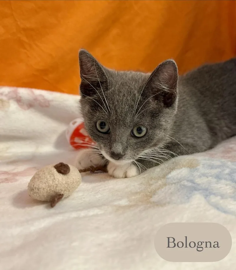Bologna thumbnail 4