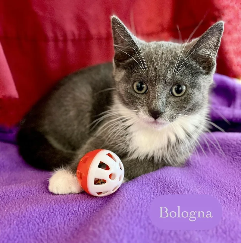 Bologna thumbnail 5