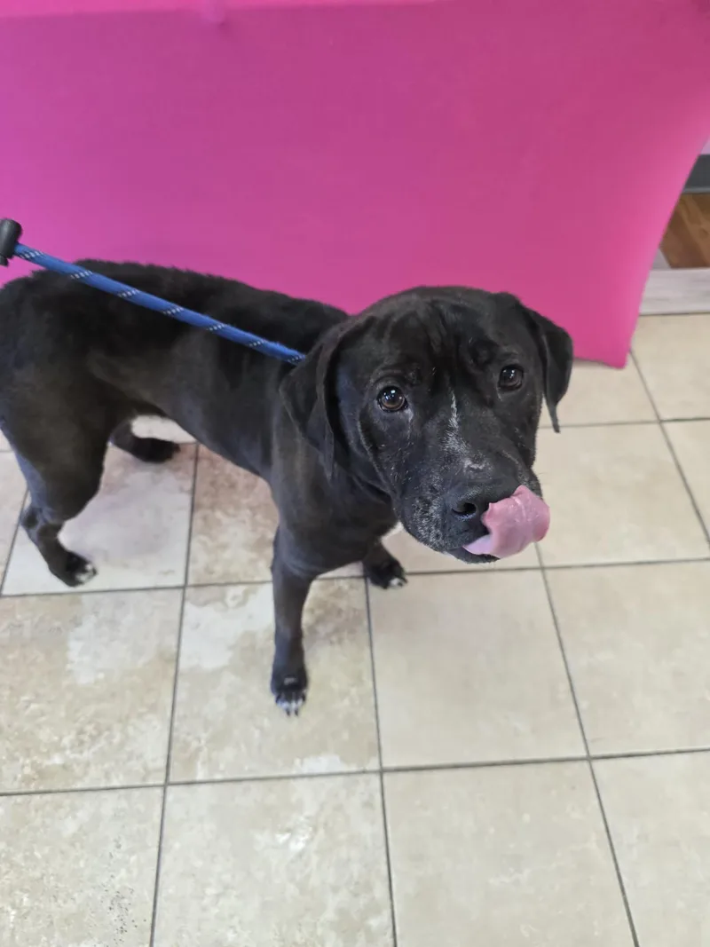 Hennessy thumbnail 2