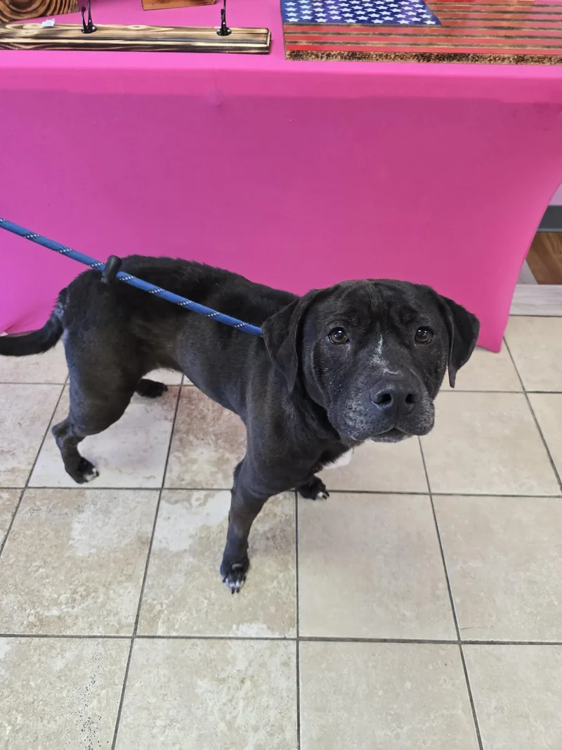 Hennessy thumbnail 3