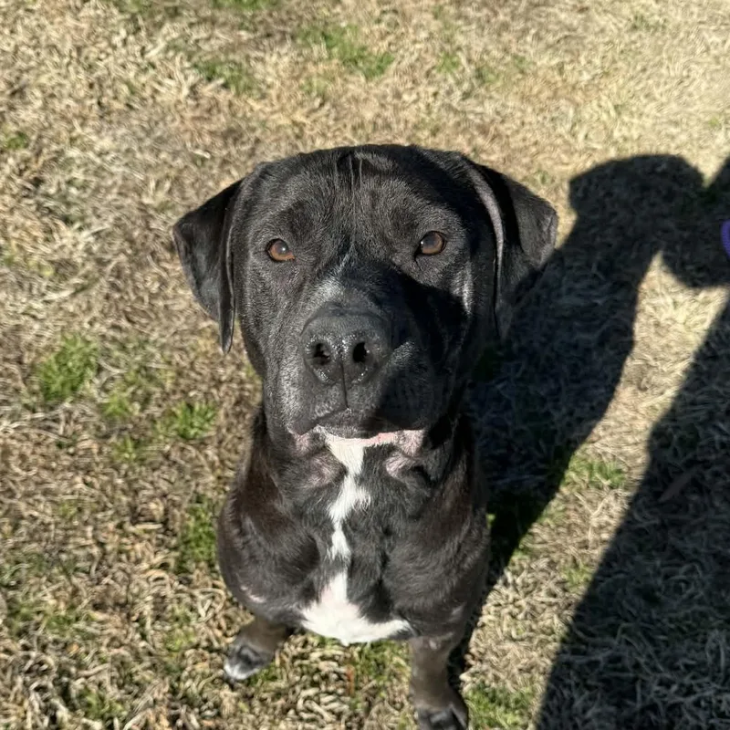 Hennessy thumbnail 4