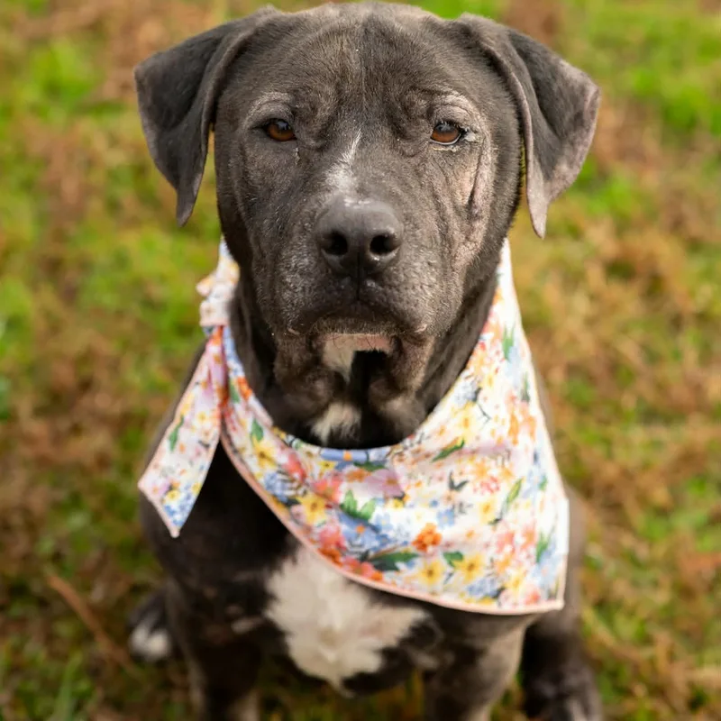 Hennessy thumbnail 6