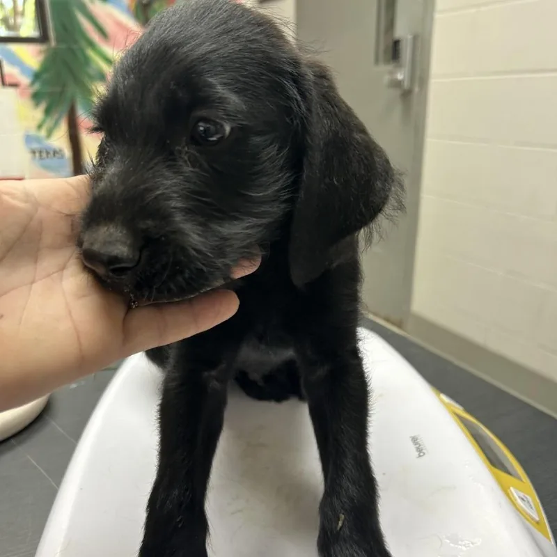A baby small-sized male Black Wire Fox Terrier dog named Mitch for adoption in Lufkin, TX