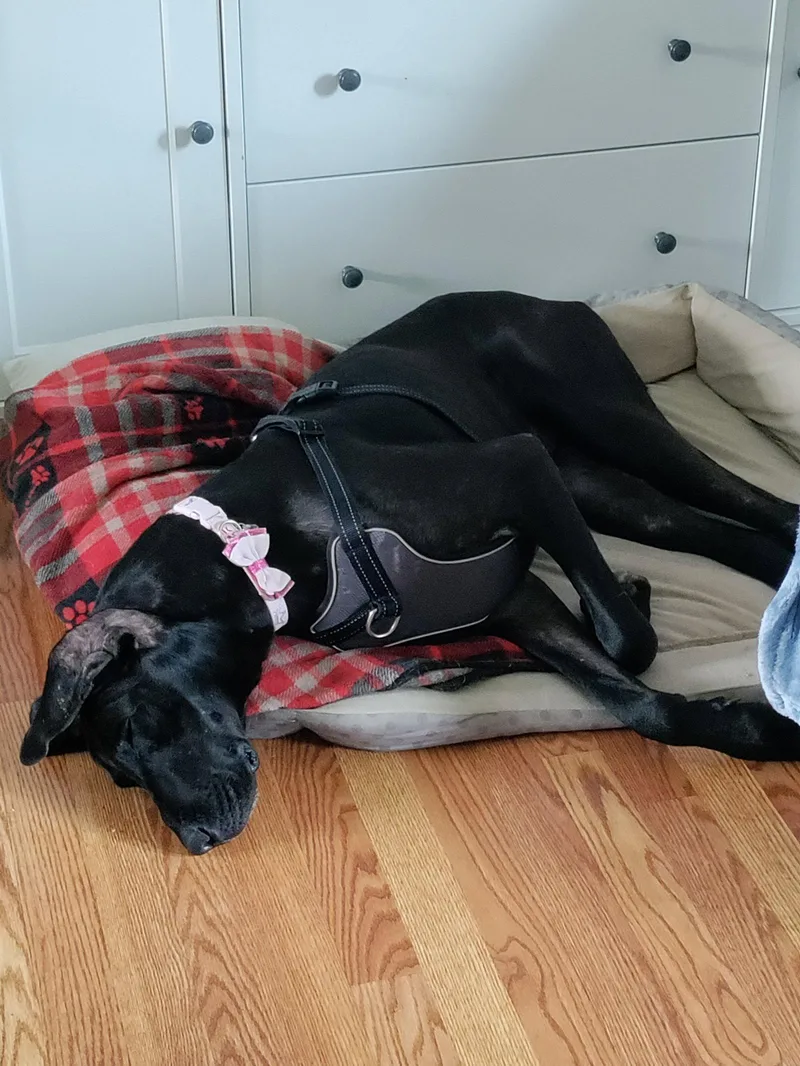 An adult extra large-sized female Great Dane dog named Indigo for adoption in Wheaton, IL