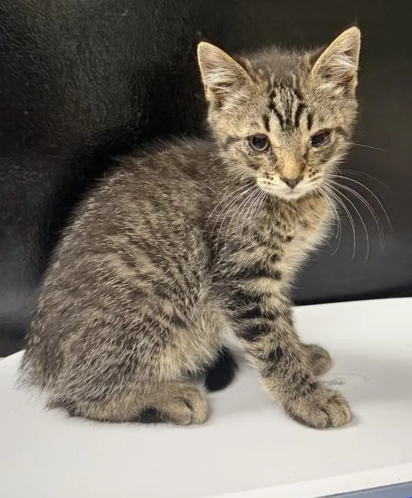 A baby small-sized male Domestic Short Hair cat named Radiator for adoption in Salisbury, MD