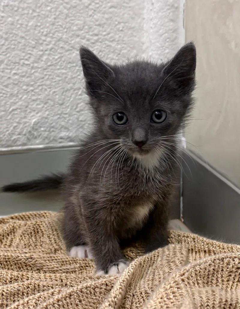 A baby medium-sized male Gray & White Domestic Short Hair cat named Pembry Bonded W Tocho for adoption in San Jose, CA