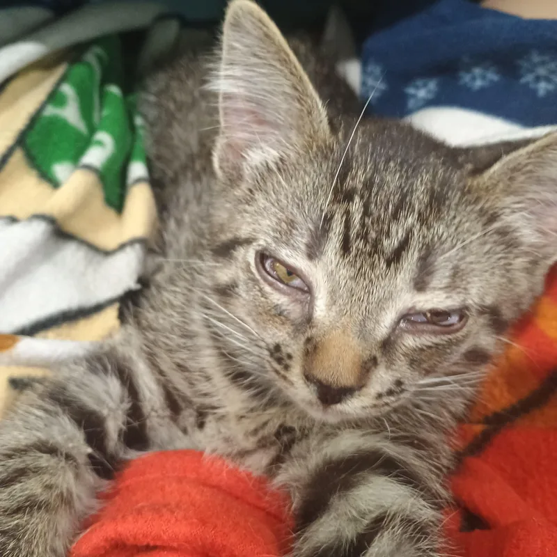 A baby medium-sized male Tabby (Gray / Blue / Silver) Domestic Short Hair cat named Sprout for adoption in Farmington, MN