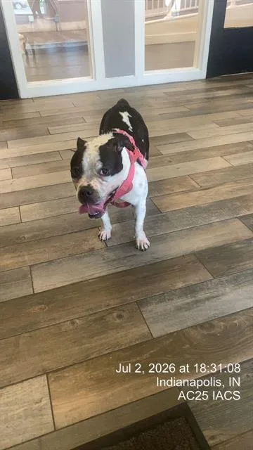 A young small-sized female Pit Bull Terrier dog named Matilda for adoption in Indianapolis, IN
