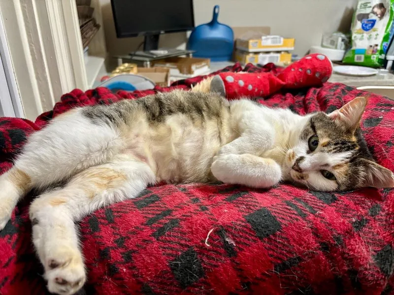 Trixie Meowtel