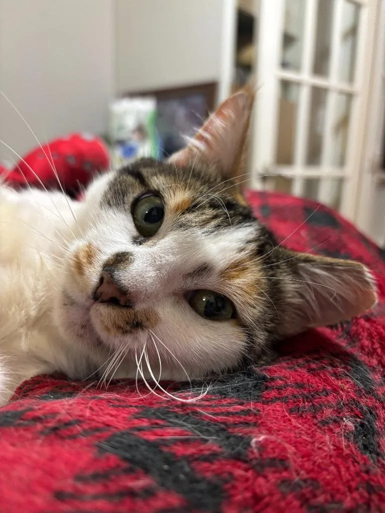 Trixie Meowtel thumbnail 3