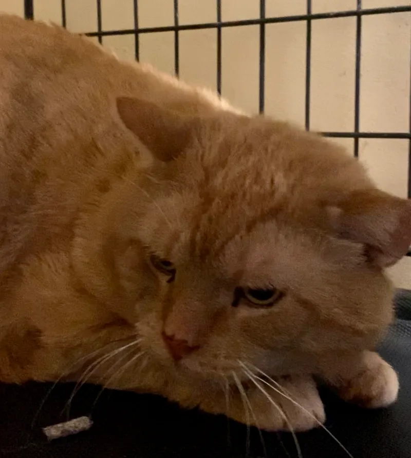 Grandpaw thumbnail 2