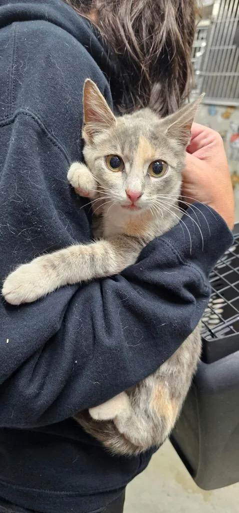 A baby medium-sized female Domestic Short Hair cat named Lemon for adoption in Greensburg, IN