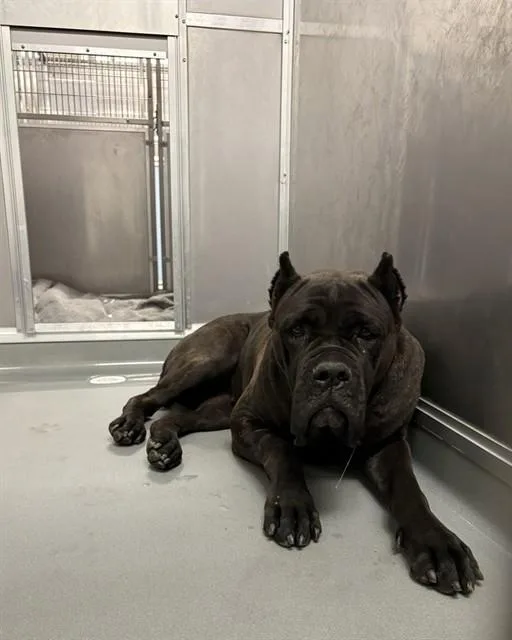 A young extra large-sized female Cane Corso dog named Sasha for adoption in Ontario, CA
