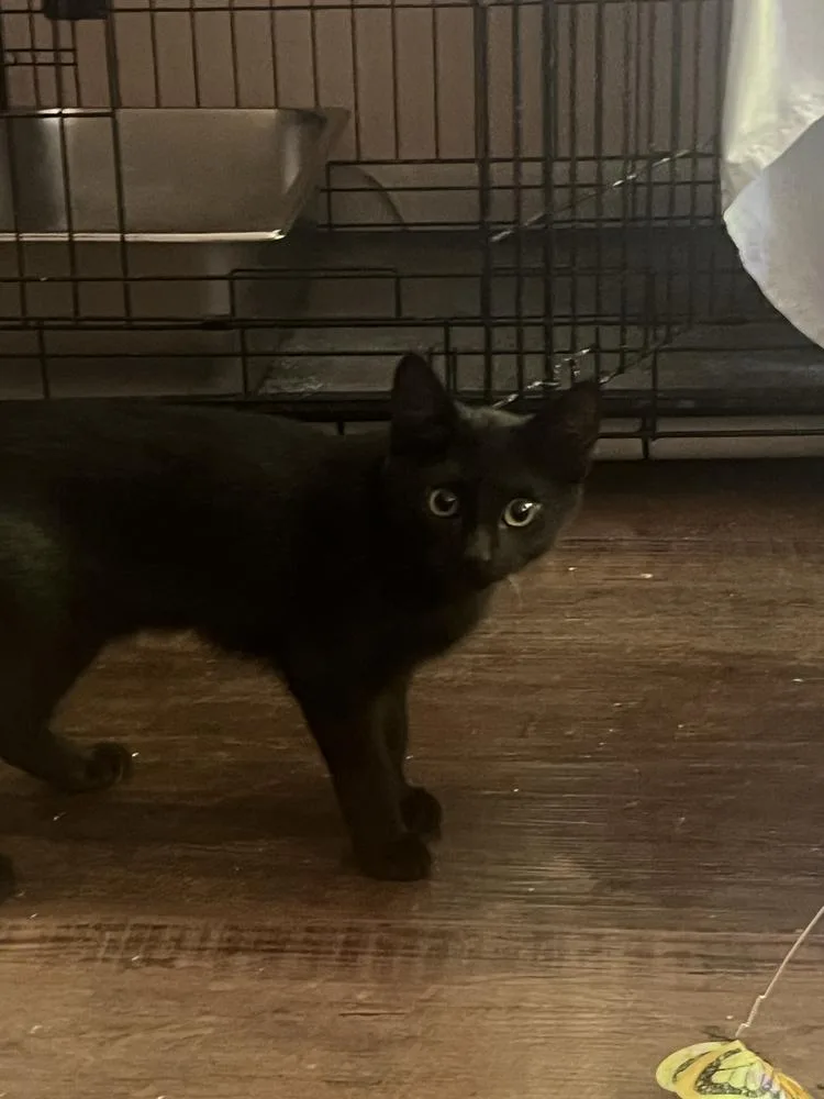 A baby small-sized male Black Domestic Short Hair cat named Mulberry for adoption in Duxbury, MA