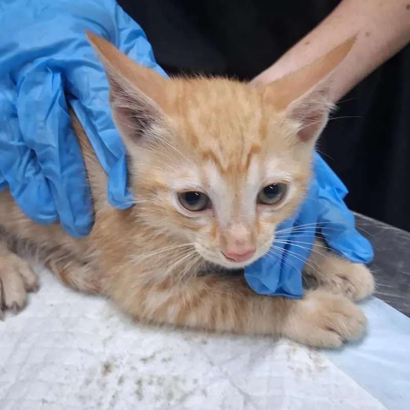 A baby small-sized female Orange / Red Domestic Short Hair cat named Turmeric for adoption in Summerville, SC
