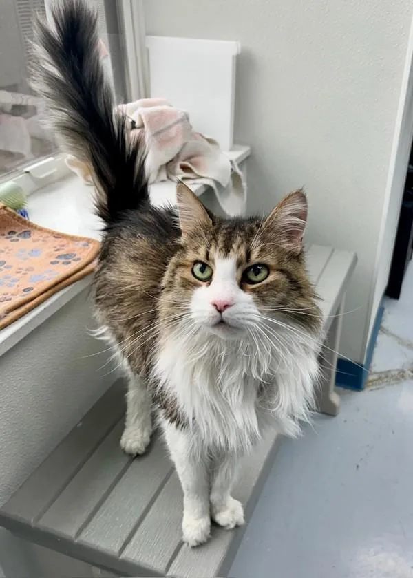 A senior medium-sized male Domestic Long Hair cat named Dash for adoption in Skillman, NJ