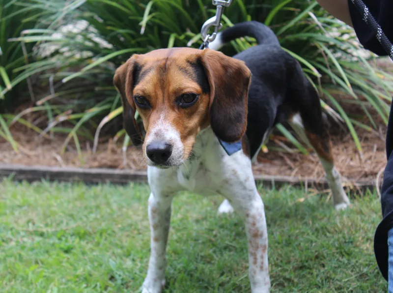 An adult medium-sized male Beagle dog named Pico for adoption in Brunswick, GA