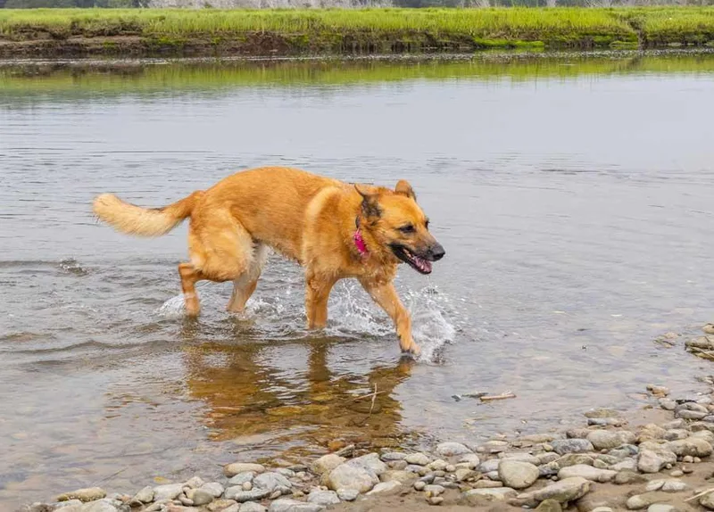 A senior large-sized female German Shepherd Dog dog named Kiba for adoption in Wayland, MA