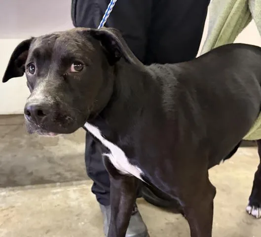 An adult large-sized female Mixed Breed dog named Sammie for adoption in Pensacola, FL