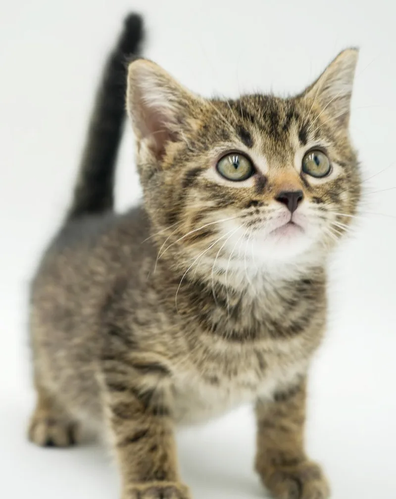 A baby small-sized male Tabby (Brown / Chocolate) Tabby cat named Dunn Is So Darn for adoption in Bedford Hills, NY