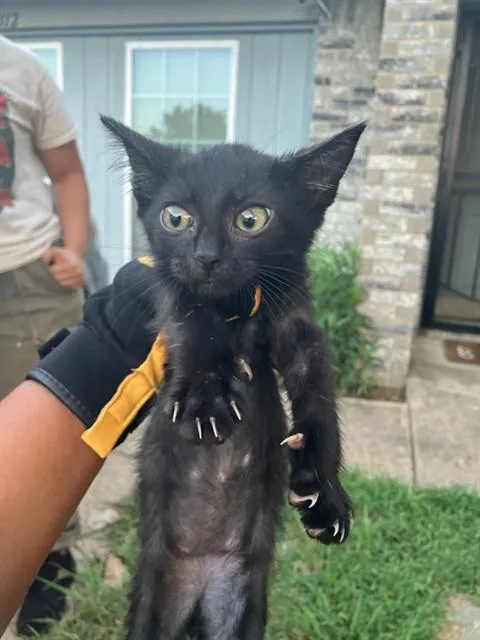 A baby small-sized female Domestic Short Hair cat named Black Widow for adoption in Dallas, TX