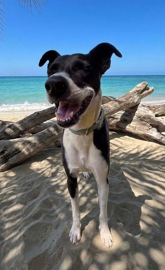 An adult small-sized female Border Collie dog named Manta for adoption in San Diego, CA