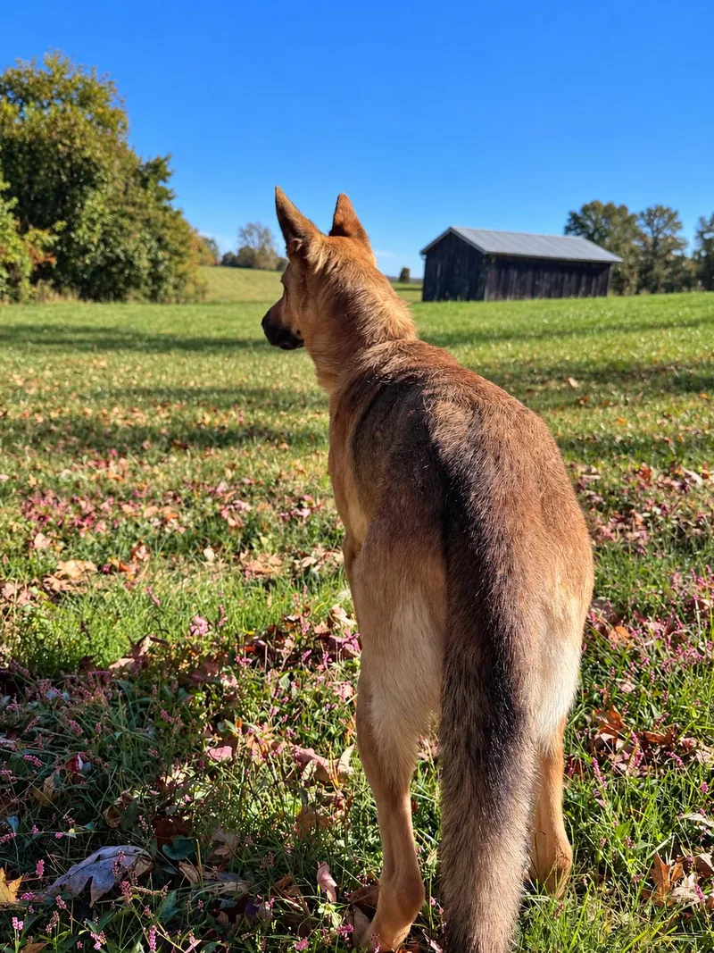 A young large-sized male German Shepherd Dog dog named Sunny for adoption in Chesterfield, MO
