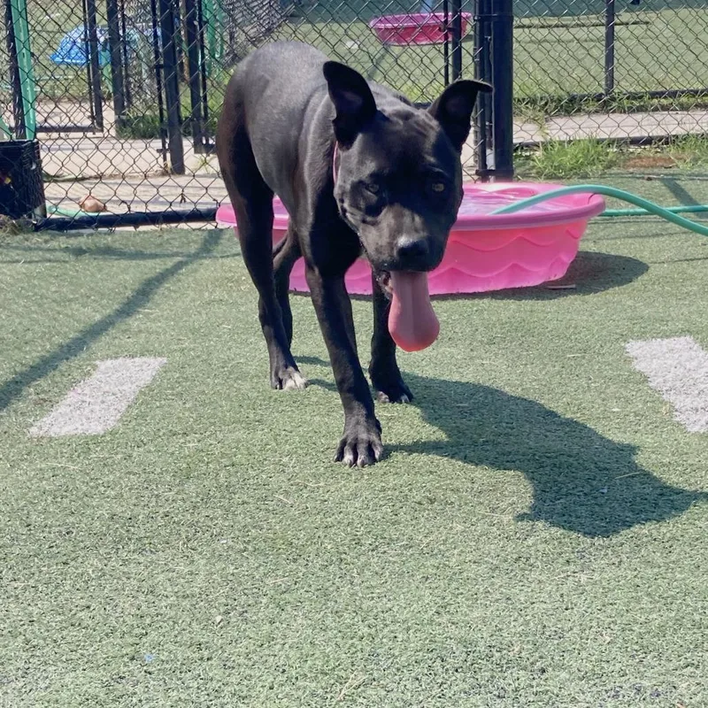 An adult medium-sized female Black Mixed Breed dog named Koda for adoption in Memphis, TN