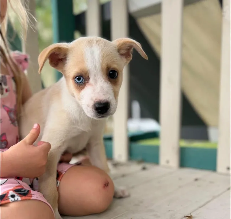 A baby medium-sized female Corgi dog named Winnie bear for adoption in Lutz, FL