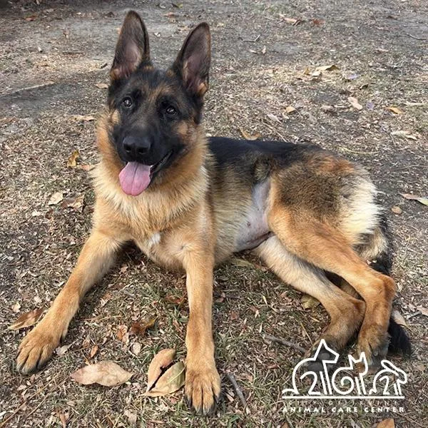 A young large-sized female German Shepherd Dog dog named Icey for adoption in Irvine, CA