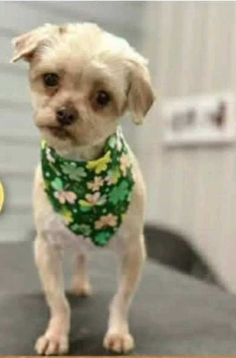 An adult small-sized female Maltese dog named Layla for adoption in Newport, KY