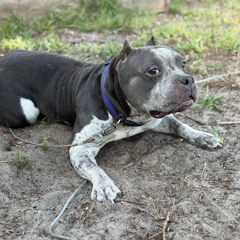 An adult medium-sized female Gray / Blue / Silver American Bully dog named Cookie for adoption in Proctorville, OH