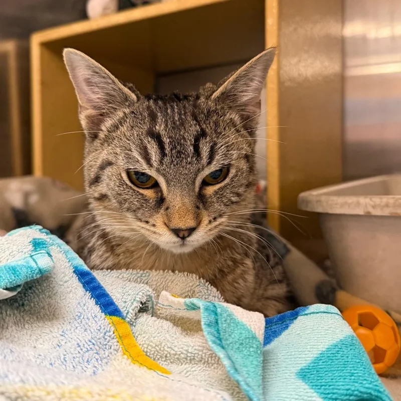 A young medium-sized male Brown / Chocolate Domestic Short Hair cat named Shere Khan for adoption in Overland Park, KS