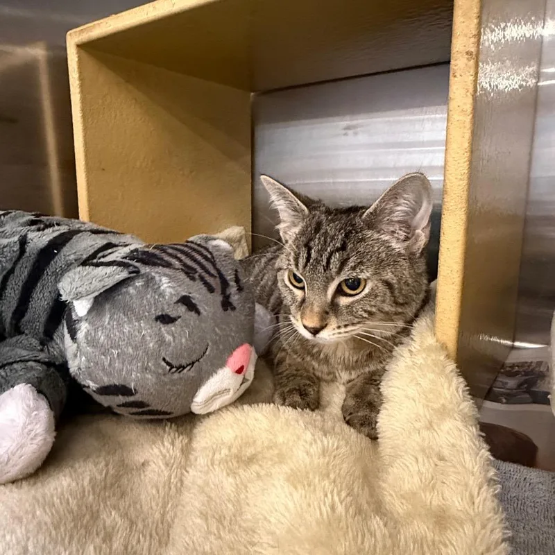 Shere Khan thumbnail 2