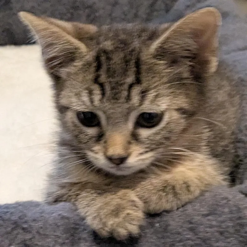 Shere Khan thumbnail 3