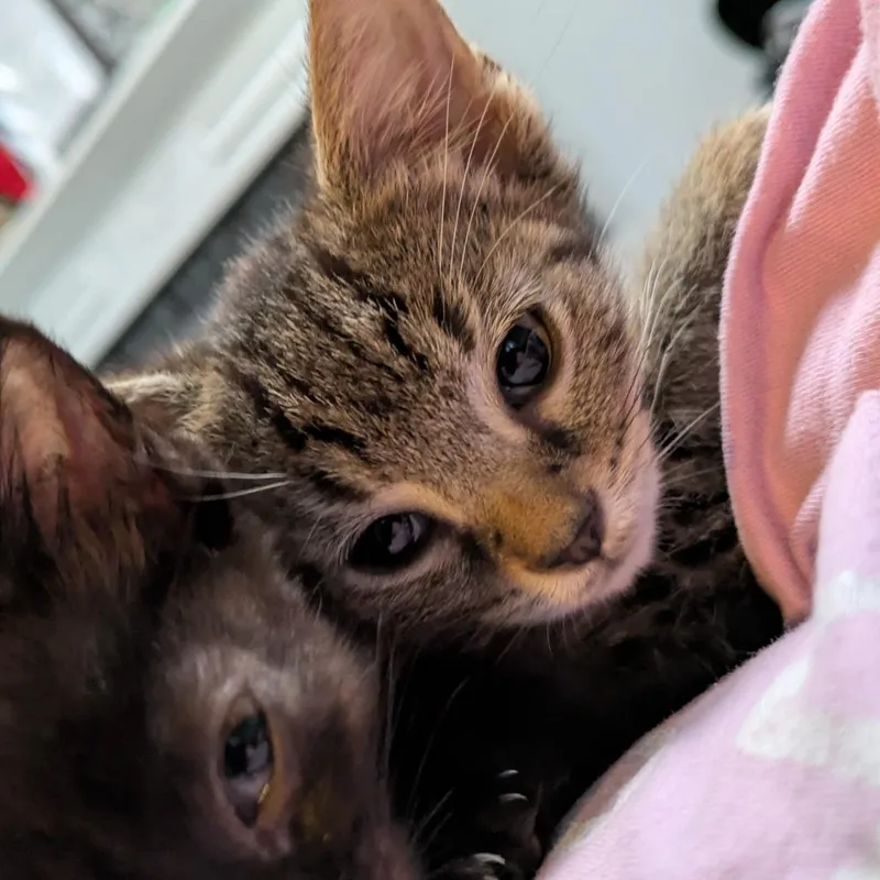 Shere Khan thumbnail 4