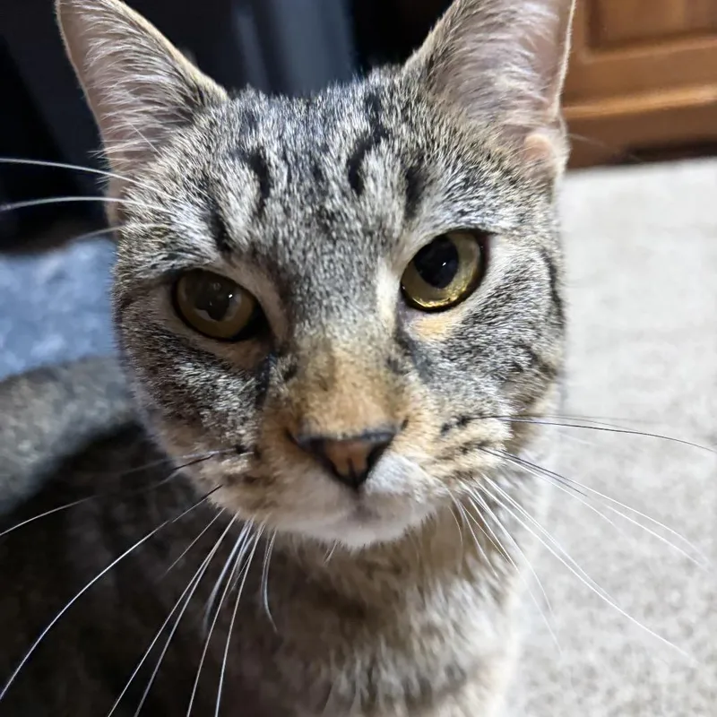 Shere Khan thumbnail 5