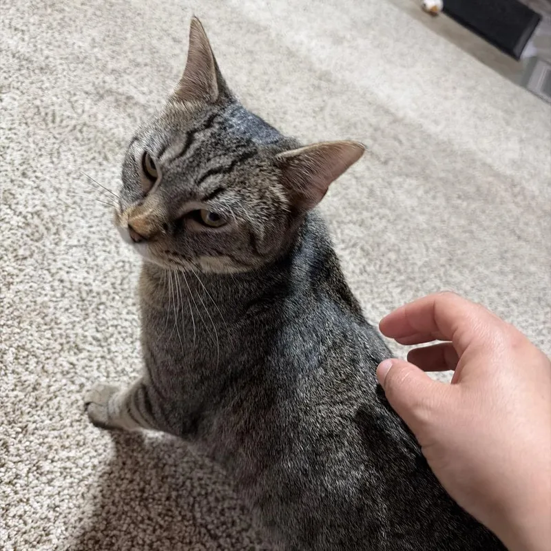 Shere Khan thumbnail 6