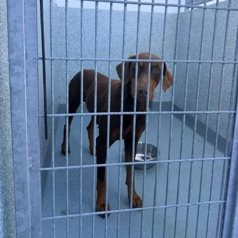 An adult large-sized male Red / Chestnut / Orange Doberman Pinscher dog named Copper for adoption in Long Beach, CA